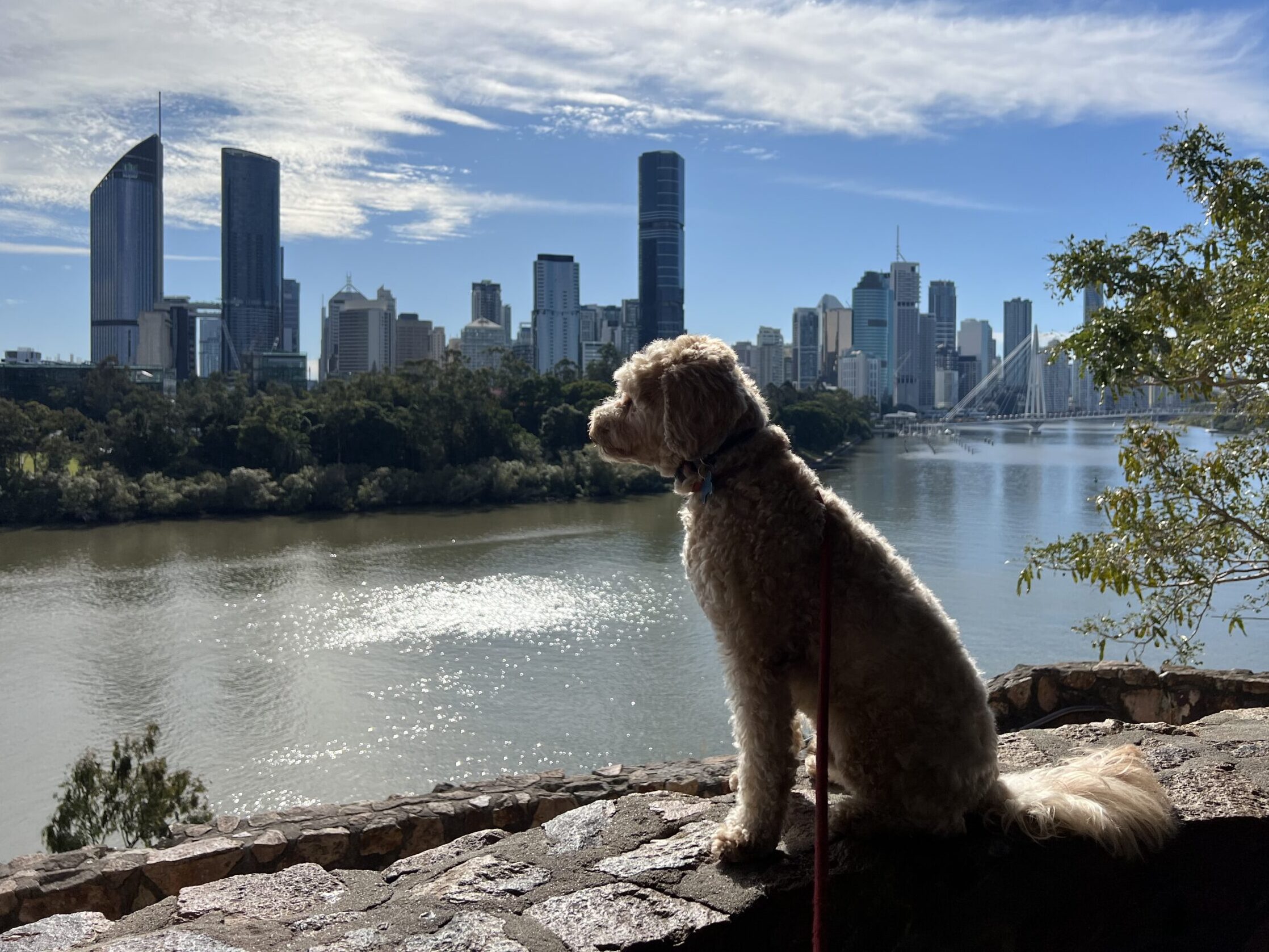 Ruff Ruff Reviews - Kangaroo Point Cliffs Lookout, Kangaroo Point, Brisbane - City Views with Ralph