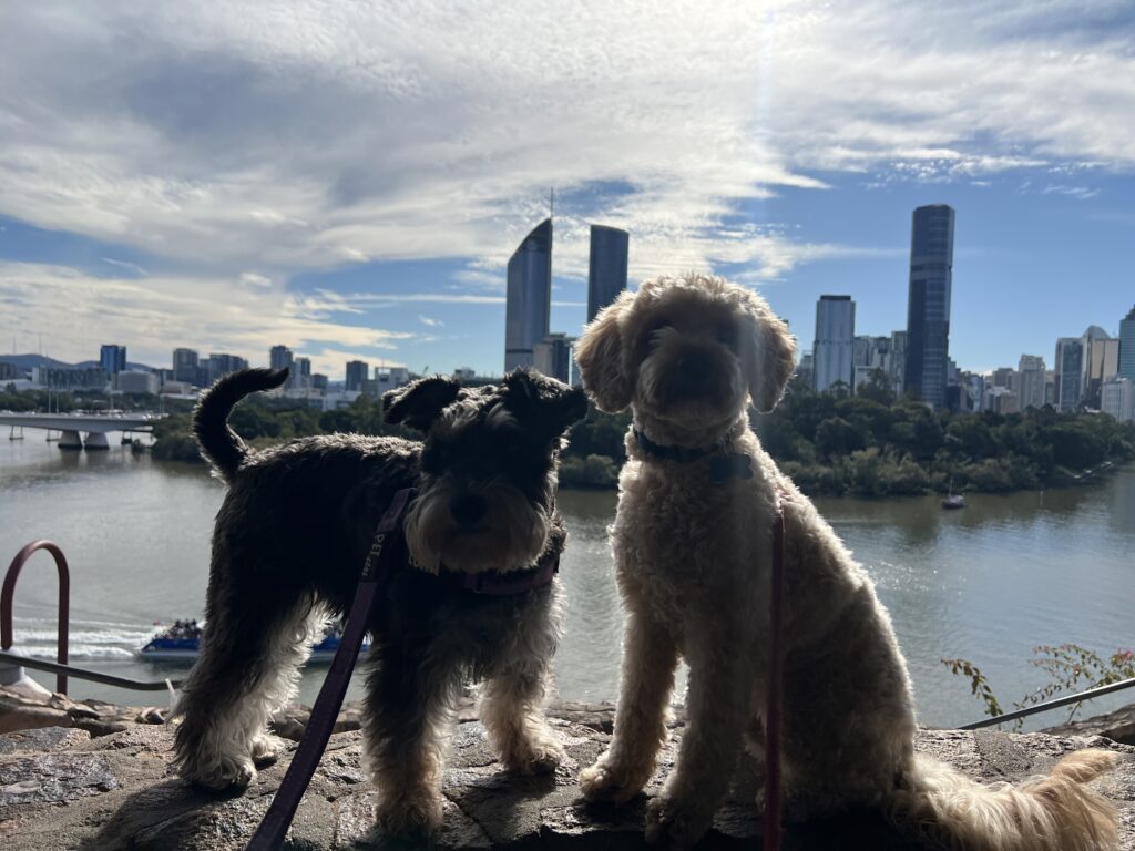 Ruff Ruff Reviews - Kangaroo Point Cliffs Lookout, Kangaroo Point, Brisbane - Ralph and Luna with city views