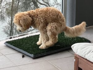 Read more about the article Balcony/Indoor Pet Potty Grass for Dogs
