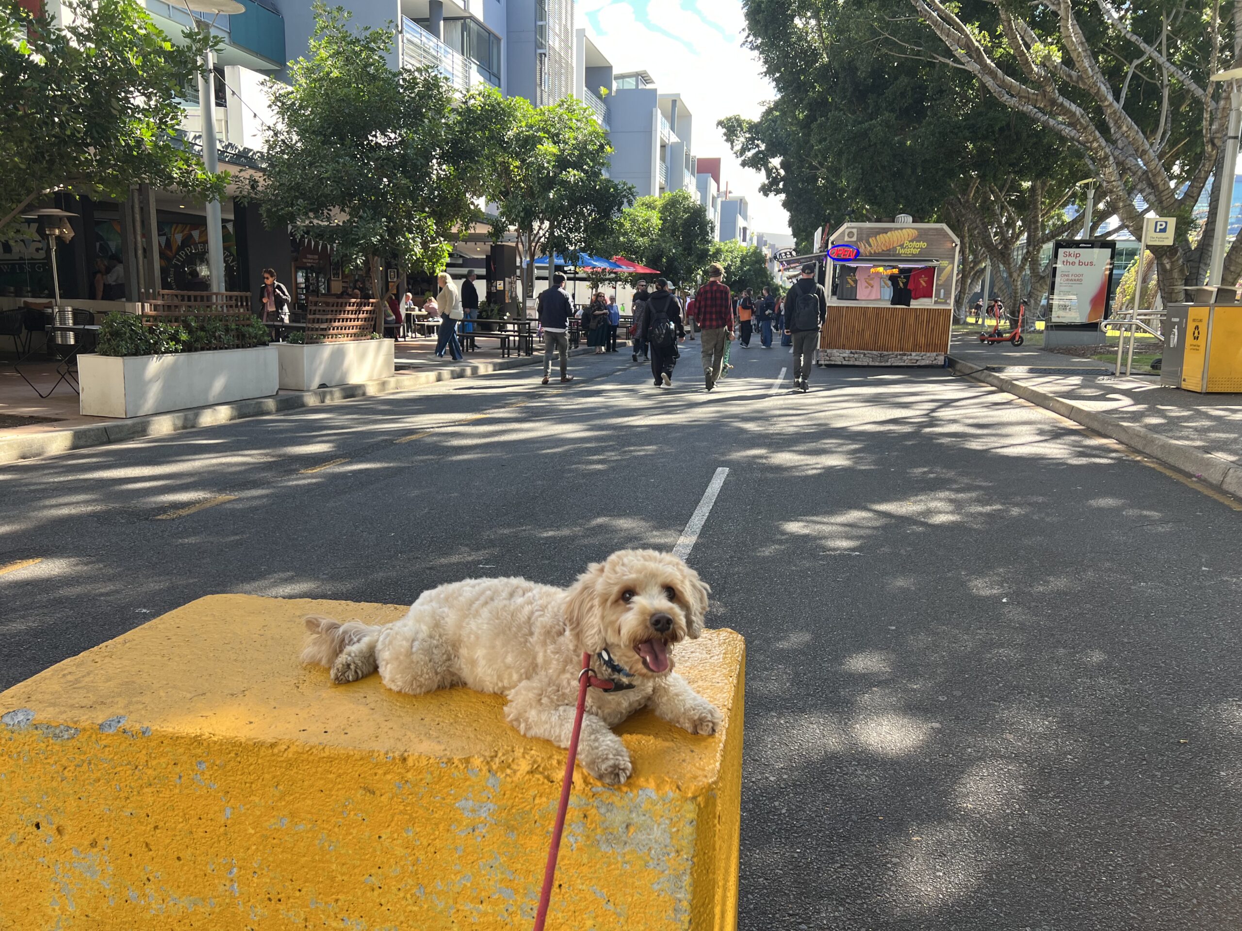 Ruff Ruff Reviews - Little Stanley Street Collective Markets, South Brisbane, Southbank - Ralph sitting on bollard in front of markets