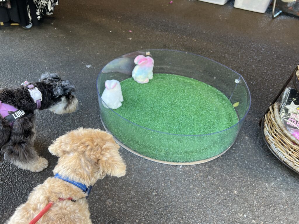 Ruff Ruff Reviews - Little Stanley Street Collective Markets, South Brisbane, Southbank - Ralph and Luna watching hopping bunnies