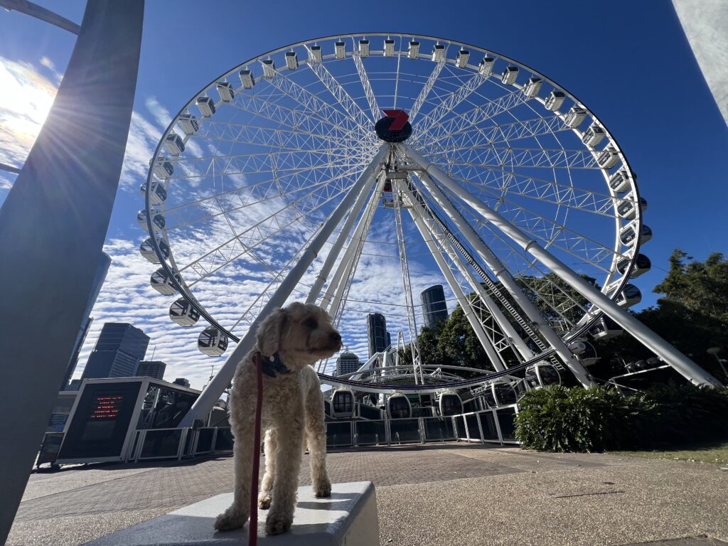 Ruff Ruff Reviews - Cultural Forecourt, Southbank, South Brisbane - The Wheel of Brisbane with Ralph