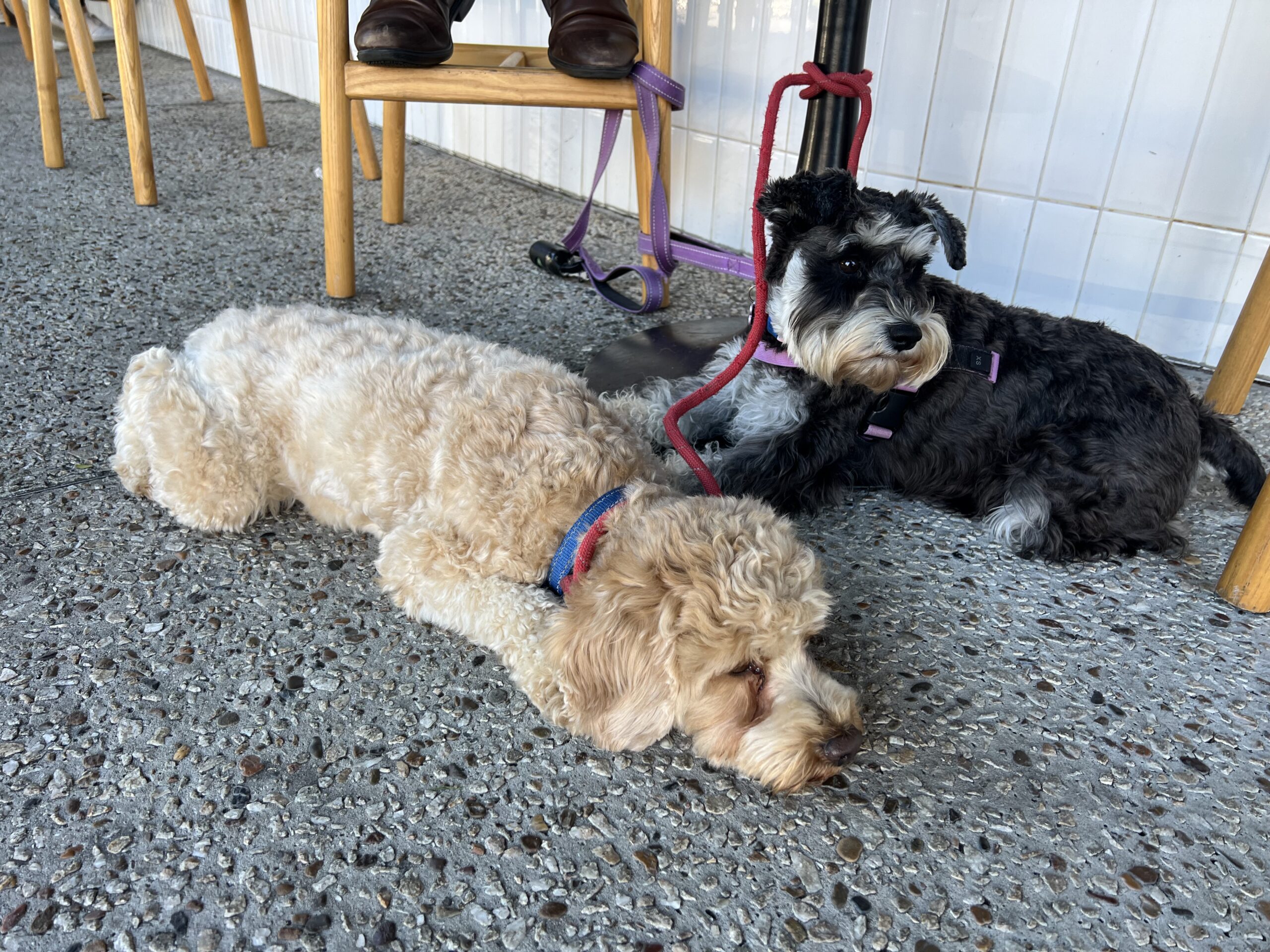 Ruff Ruff Reviews - The Smug Fig Cafe & Social, Greenslopes - Ralph and Luna under table