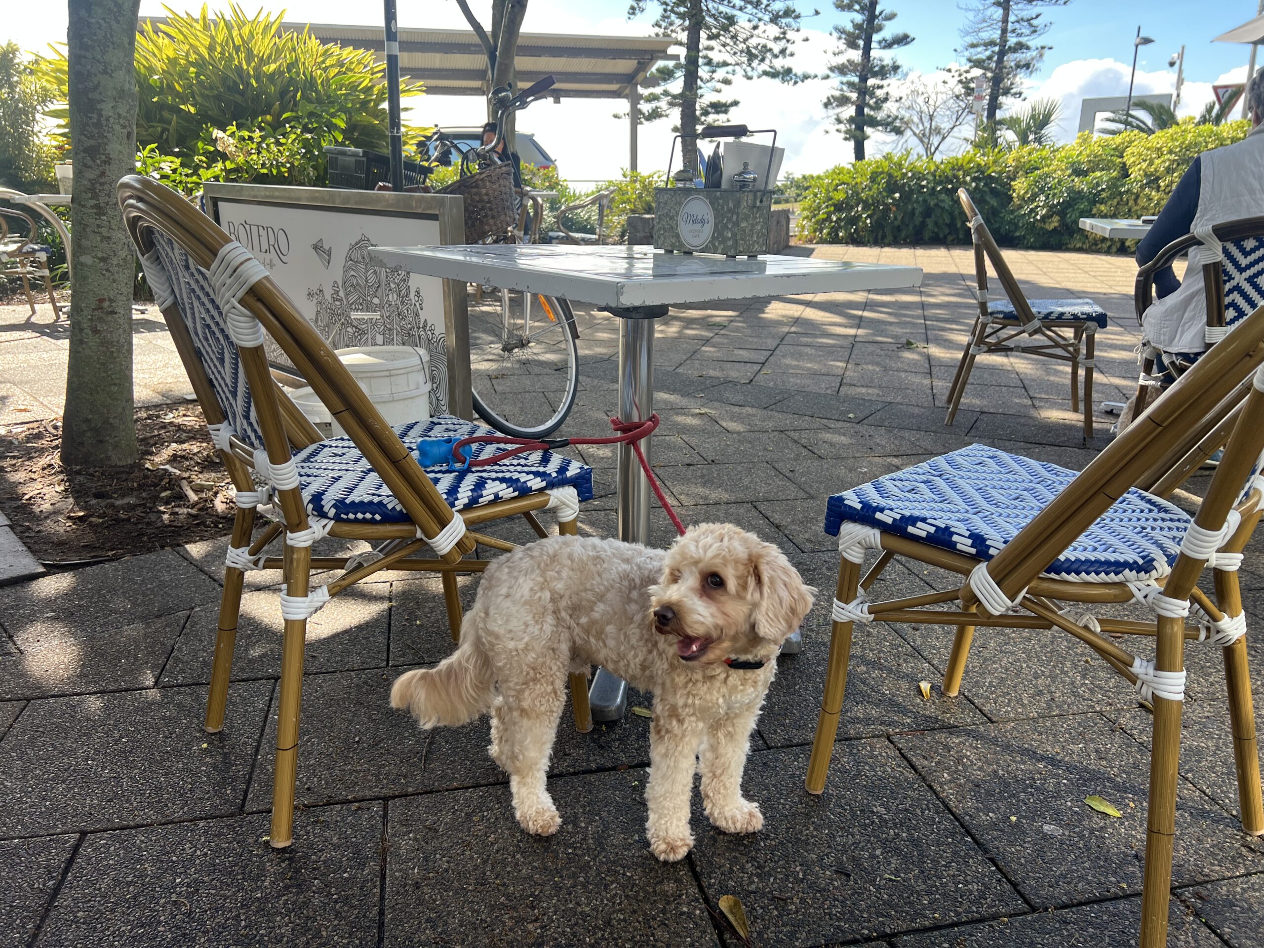 Ruff Ruff Reviews - Melody's Licensed Cafe, Mooloolaba - Ralph under table