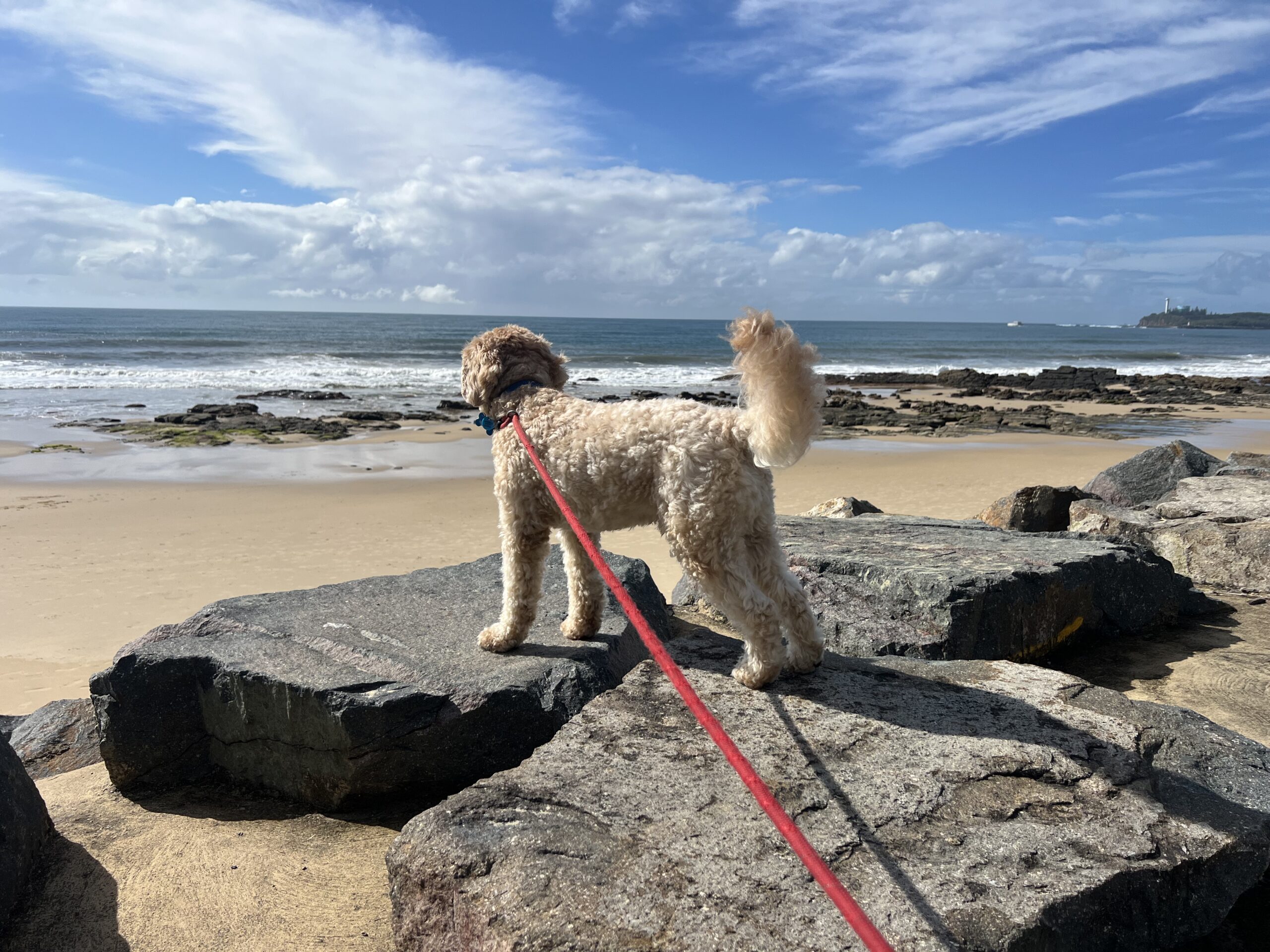 Ruff Ruff Reviews - Mooloolaba Foreshore Coastal Walk, Mooloolaba, Sunshine Coast - Ralph watching ocean