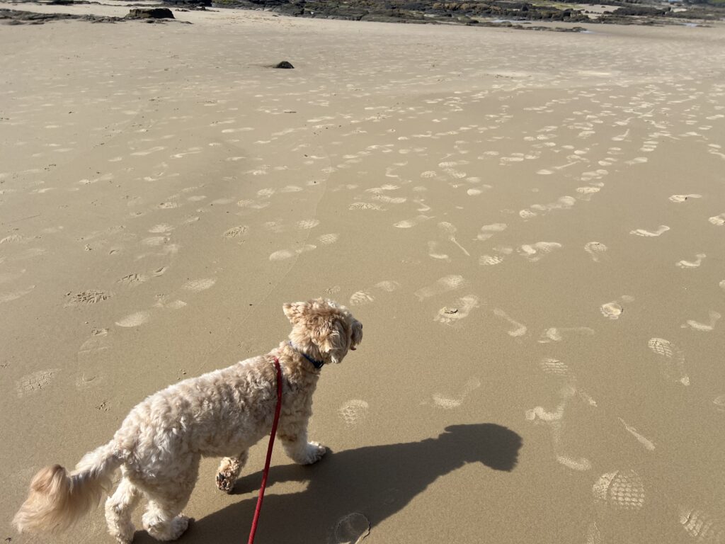 Ruff Ruff Review - Mooloolaba Beach, Mooloolaba - Ralph on beach