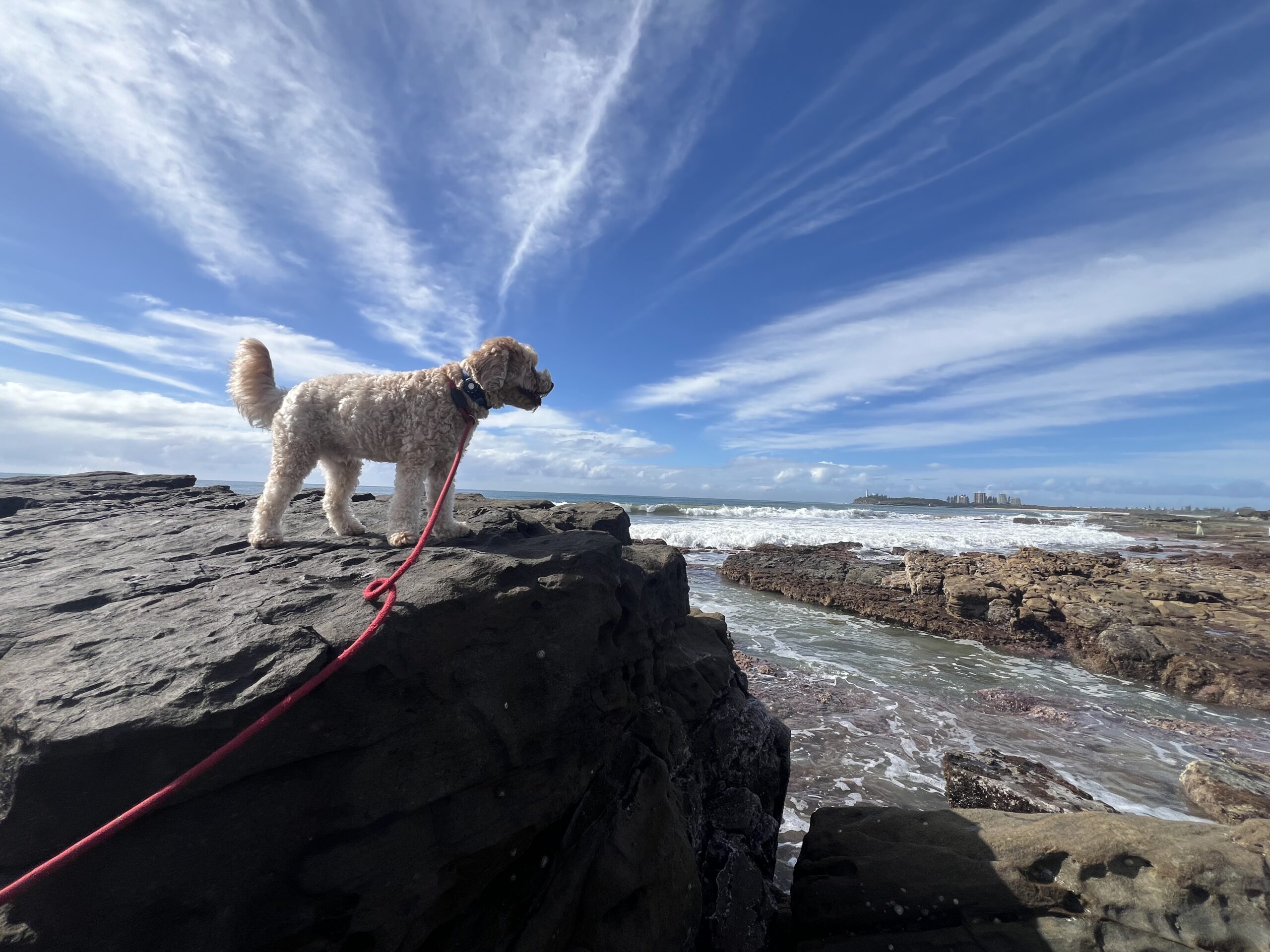 Ruff Ruff Review - Mooloolaba Beach, Mooloolaba - Ralph on rocks