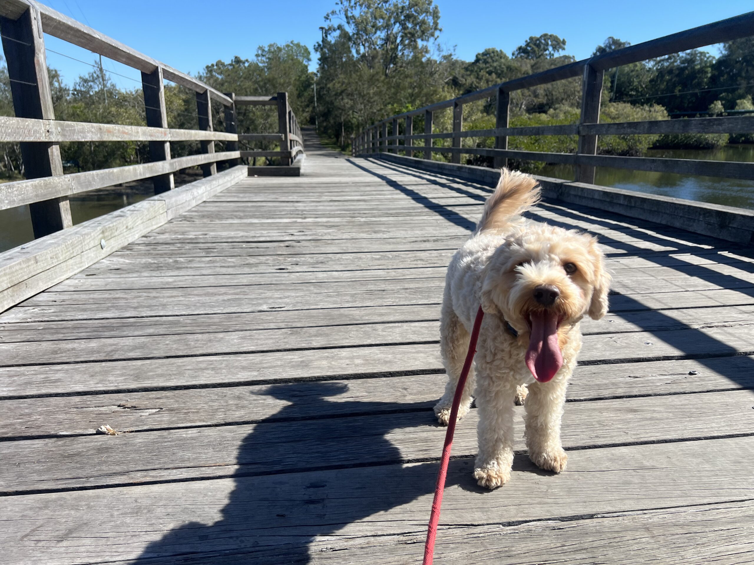 Ruff Ruff Reviews - Weyba Creek Conservation Park - Ralph on bridge