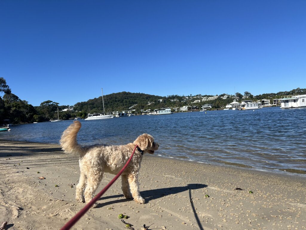 Ruff Ruff Reviews - Noosa Spit Dog Beach "Doggy Beach" - Ralph looking near water