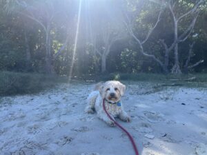 Ruff Ruff Reviews - Noosa Spit Dog Beach "Doggy Beach" - Ralph lying down
