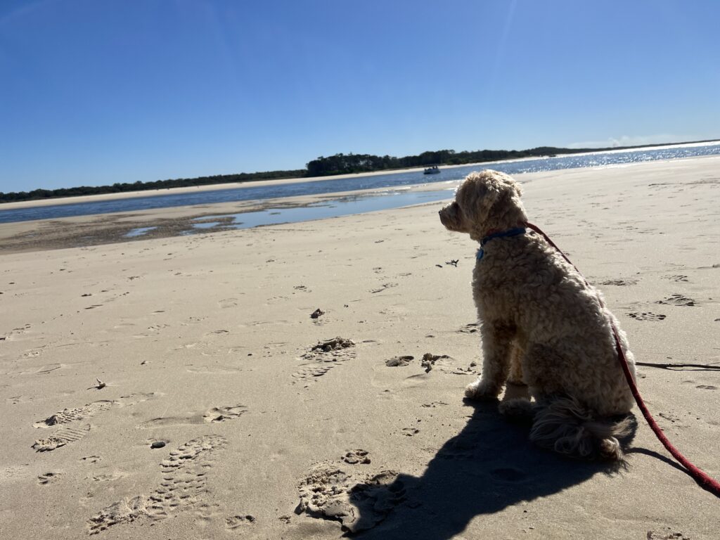 Ruff Ruff Reviews - Noosa Main Beach (Claude Batten Drive), Noosa - Ralph admiring beach views
