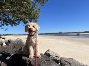 Ruff Ruff Reviews - Noosa Main Beach (Claude Batten Drive), Noosa - Ralph sitting on rocks with beach in background