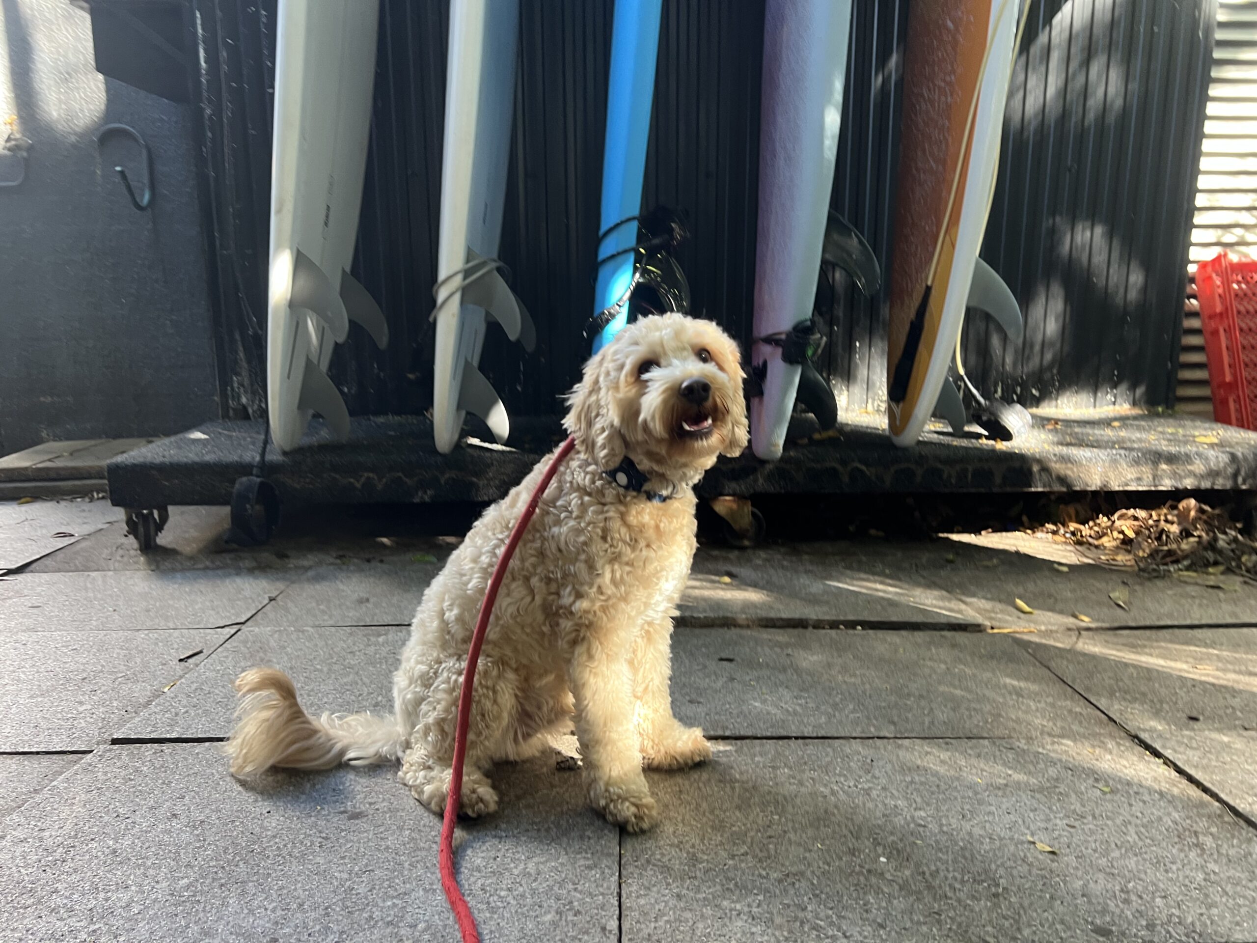 Ruff Ruff Reviews - Tanglewood Cafe, Noosa Heads - Ralph sitting in front of surf boards