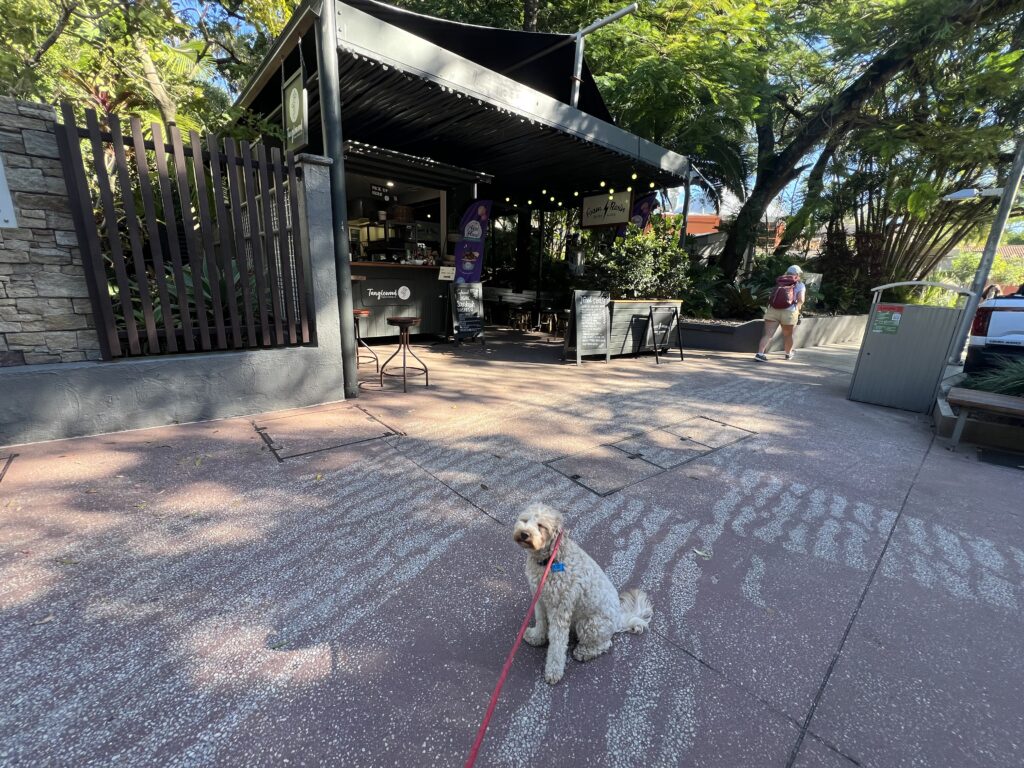Ruff Ruff Reviews - Tanglewood Cafe, Noosa Heads - Ralph sitting outside