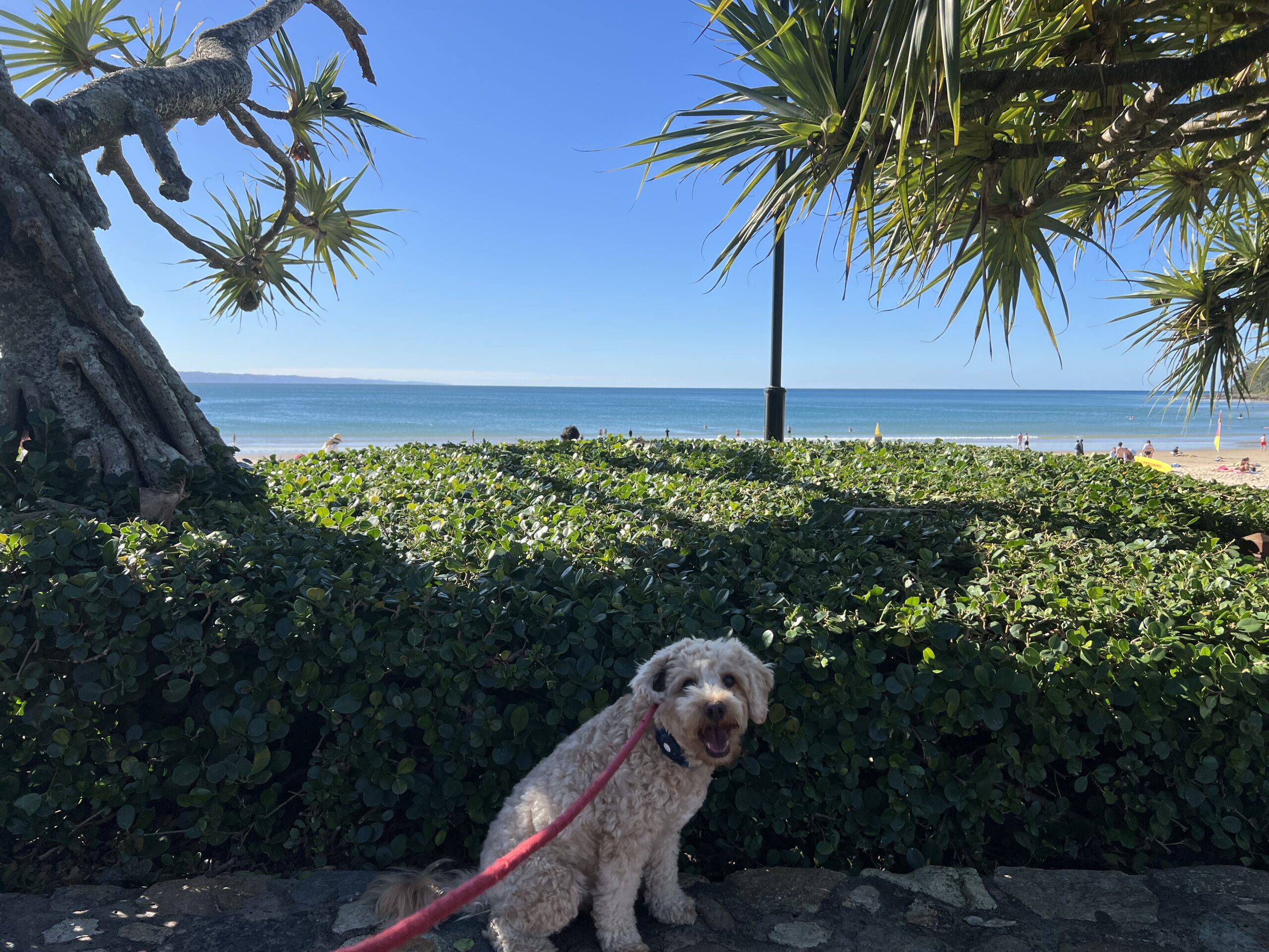 Ruff Ruff Reviews - Noosa Main Beach (Noosa Heads SLSC) - Beach views with Ralph