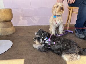 Ruff Ruff Reviews - Little H Cafe, Gympie - Ralph and Luna chilling out