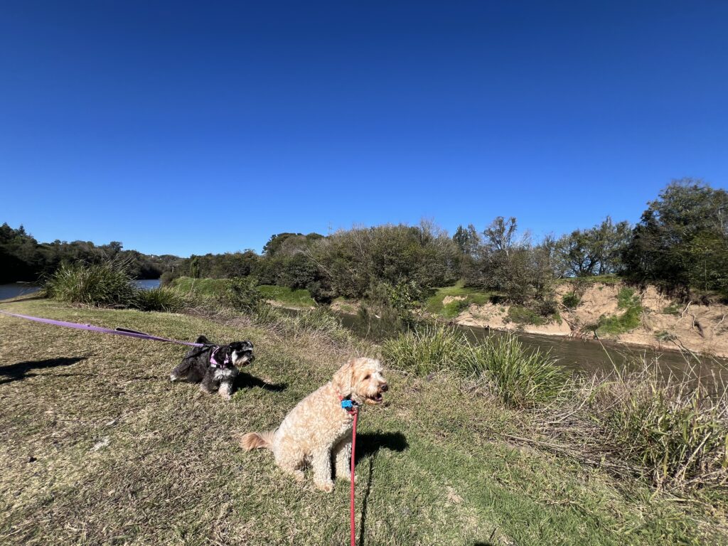 Ruff Ruff Reviews - The Sands, River to Rail Trail, Gympie - Ralph and Luna