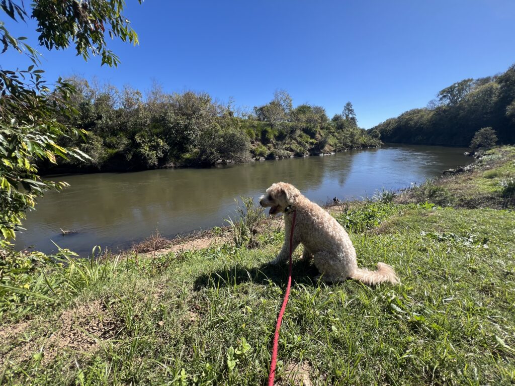 Ruff Ruff Reviews - The Sands, River to Rail Trail, Gympie - Ralph