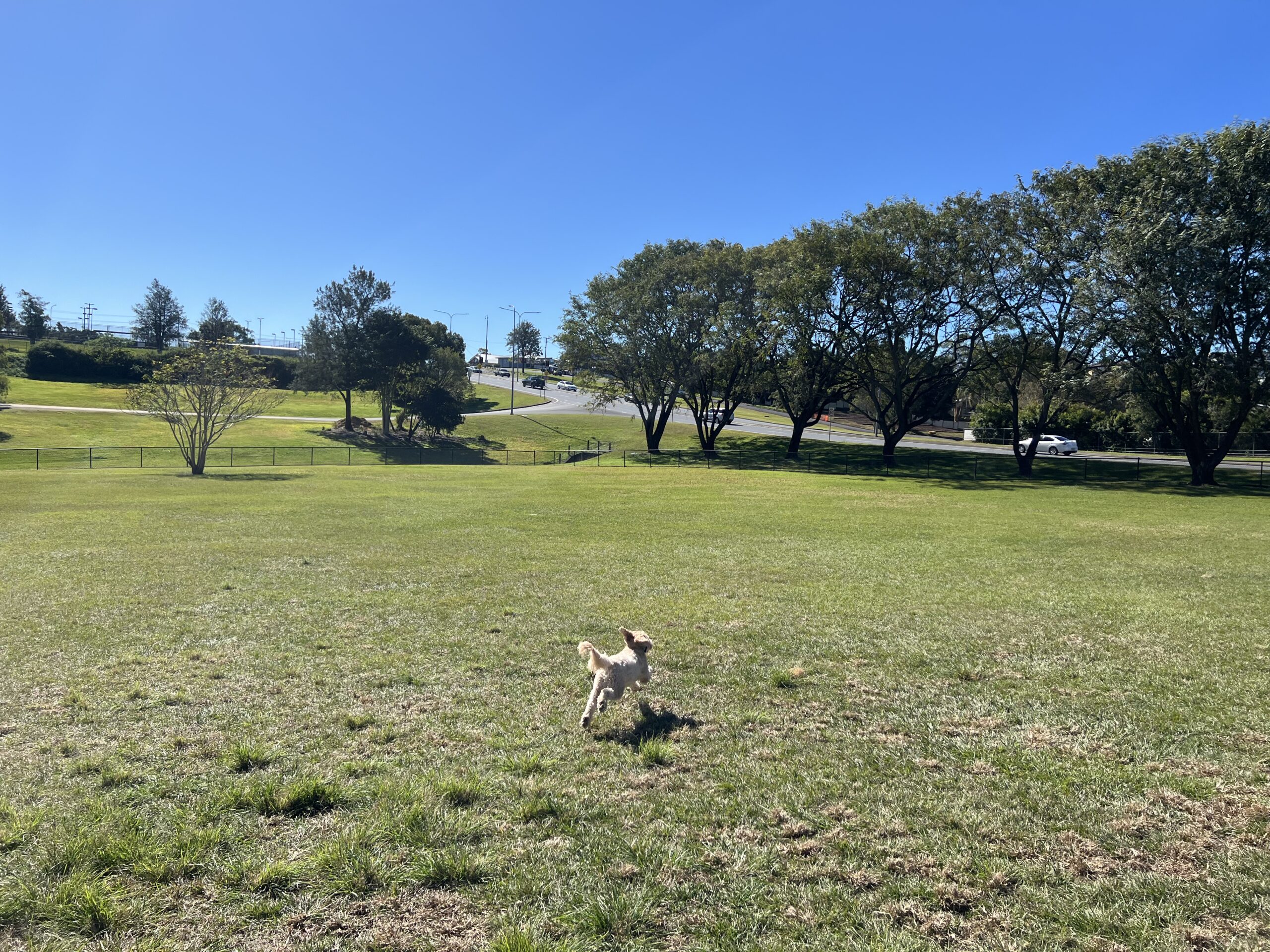 Ruff Ruff Reviews - Archery Dog Park, Gympie - Ralph playing