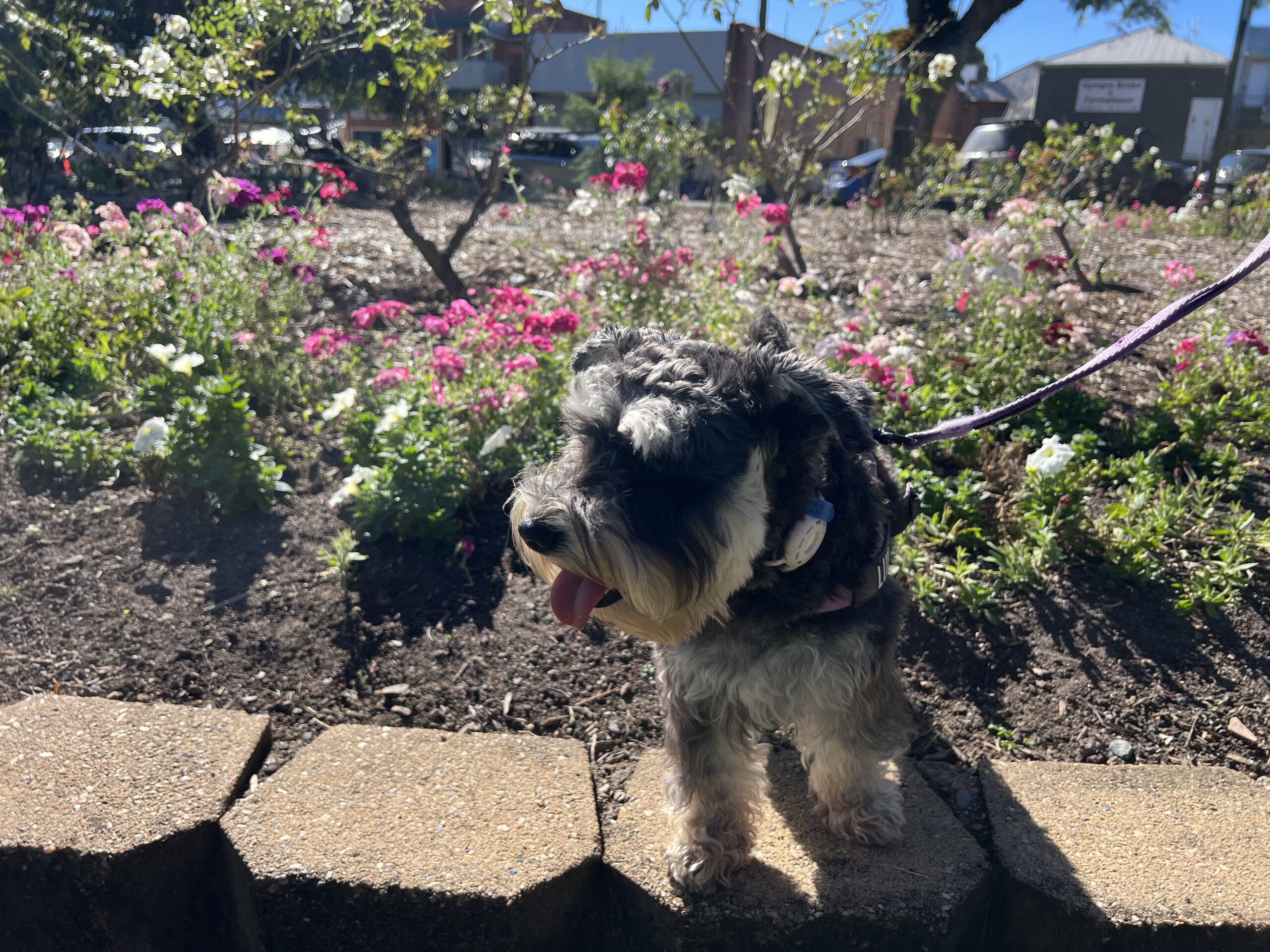 Ruff Ruff Reviews - Nelson Reserve and Memorial Park, Gympie - Luna nexst to flowers