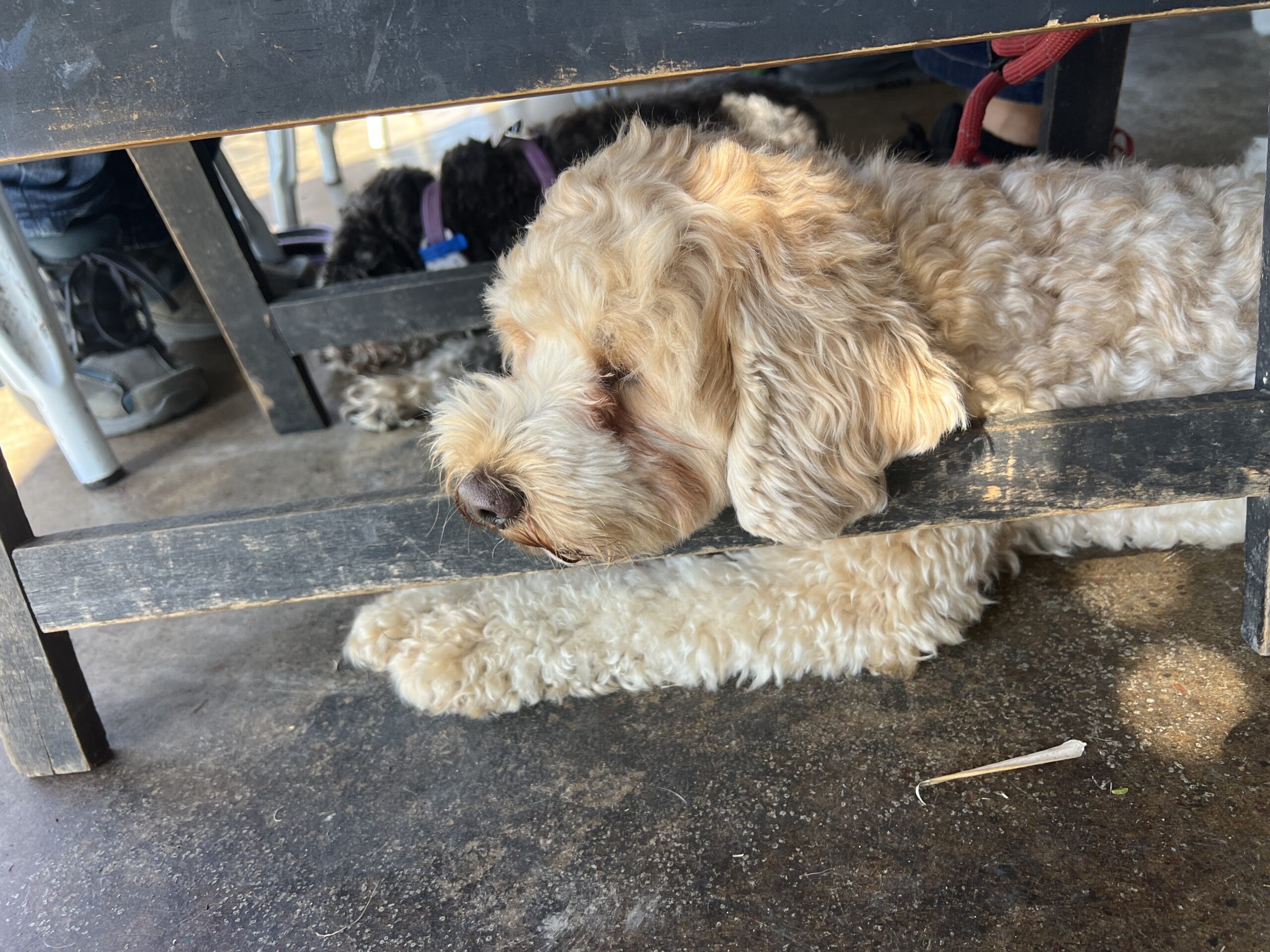Ruff Ruff Reviews - SoMa SoMa, Gympie - Ralph under table