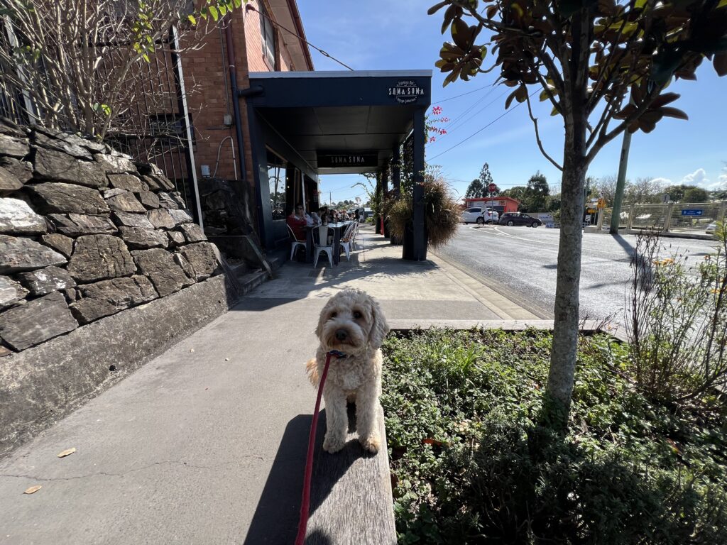 Ruff Ruff Reviews - SoMa SoMa, Gympie - Ralph with cafe behind