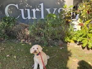 Ruff Ruff Reviews - Curly's on the Boardwalk - Mount Coolum - Ralph at cafe