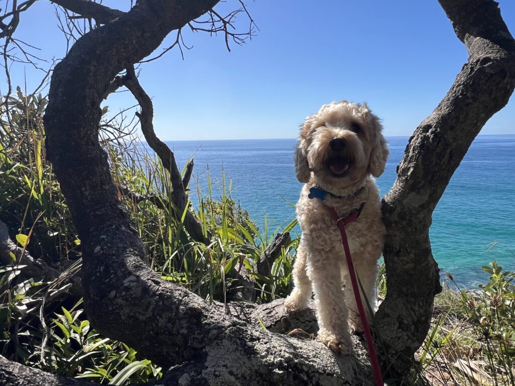 Ruff Ruff Reviews - Point Arkwright Headland Park - Ralph