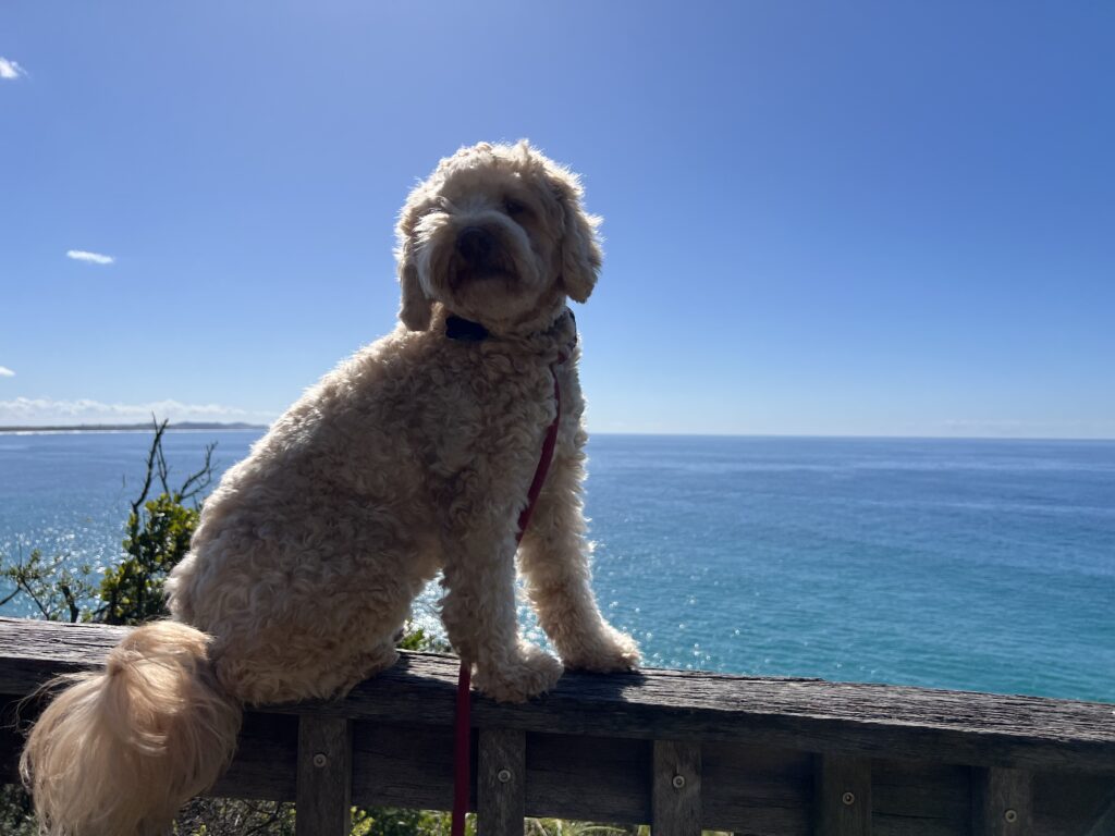 Point Arkwright Turtles Point Arkwright Headlands Park, Point Arkwright - Ruff Ruff Reviews