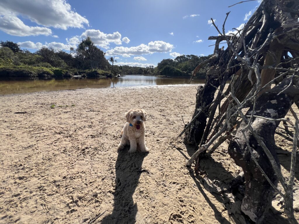 Ruff Ruff Reviews - Stumner Creek Road Beach, Coolum - Ralph next to temple of sticks