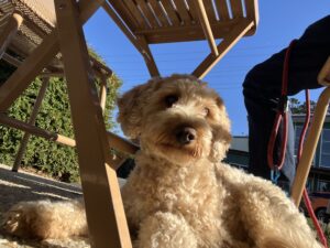 Ruff Ruff Reviews - John Kyle Espresso, Buderim - Ralph under table