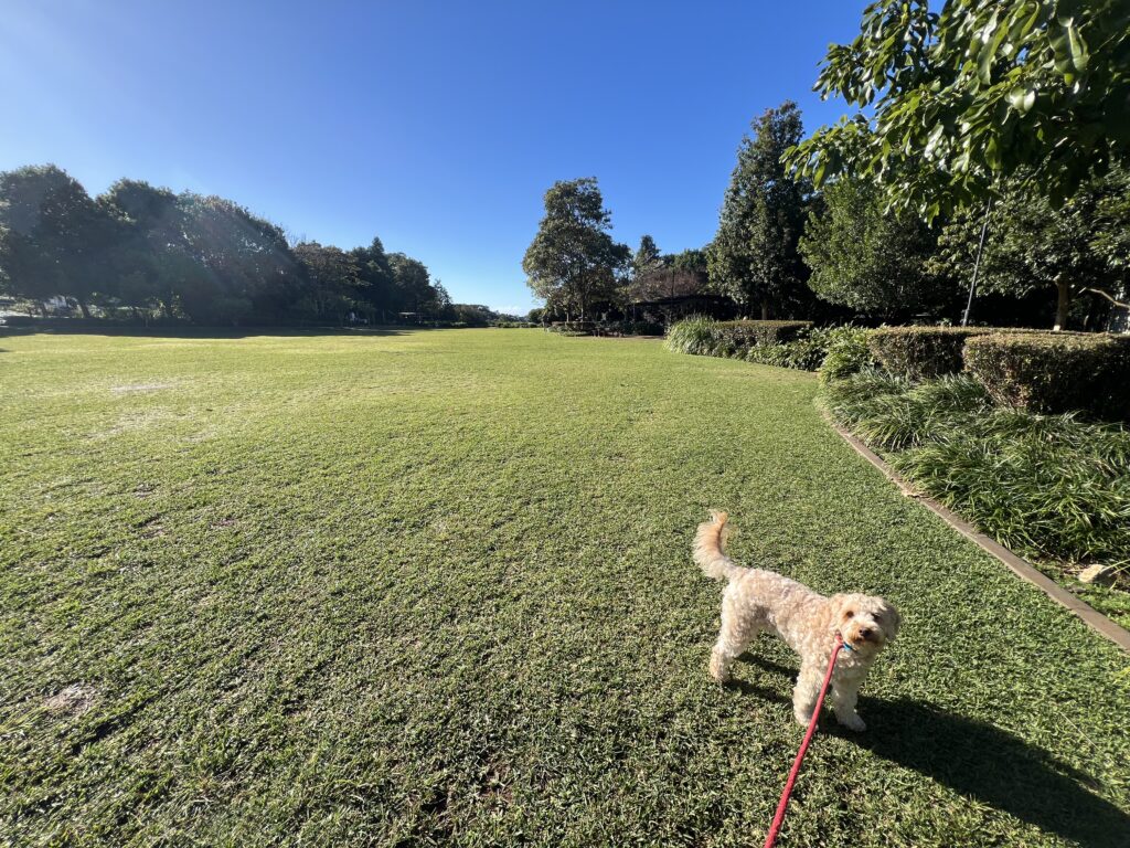 Ruff Ruff Reviews - Buderim Village Park - Ralph on lawn