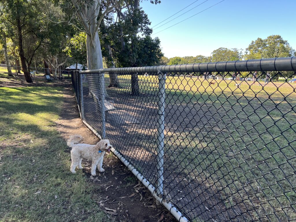 Ruff Ruff Reviews - Buderim Dog Park, Buderim - Ralph checking out the park
