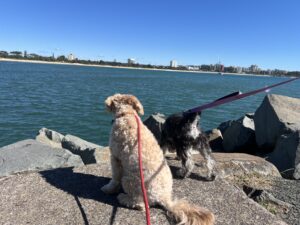 Ruff Ruff Reviews - Mooloolaba Spit Beach, Mooloolaba - Ralph watching water from rocks