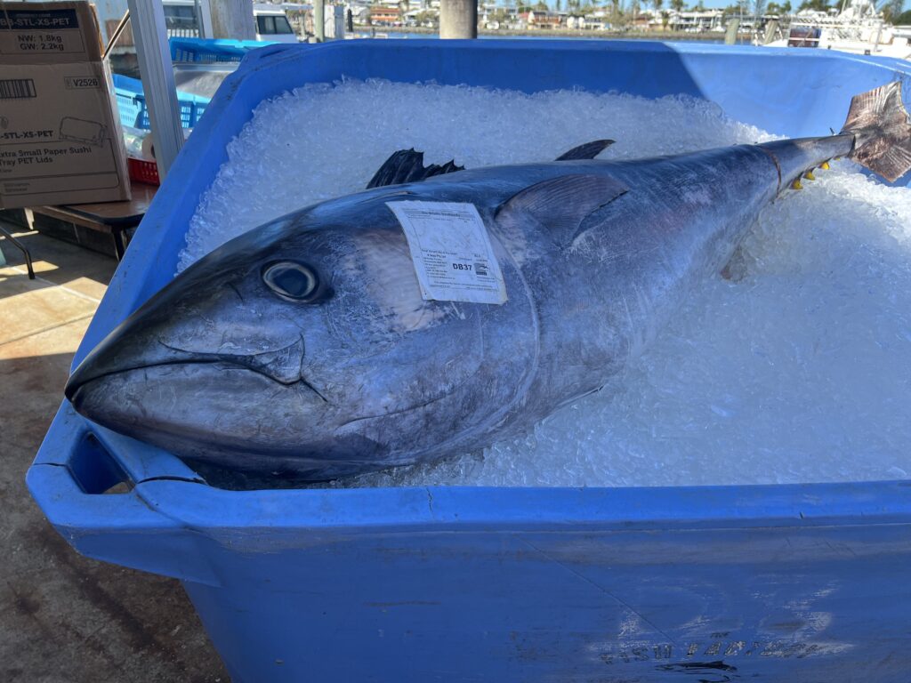 Ruff Ruff Reviews - The Curated Plate, Food and Drink Festival, Mooloolaba Seafood Market Day - Tuna fish