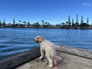 Ruff Ruff Reviews - The Curated Plate, Food and Drink Festival, Mooloolaba Seafood Market Day - Ralph on pier