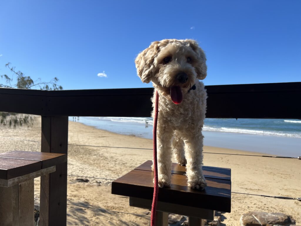 Ruff Ruff Reviews - Ballinger Beach, Currimundi - Ralph on seat