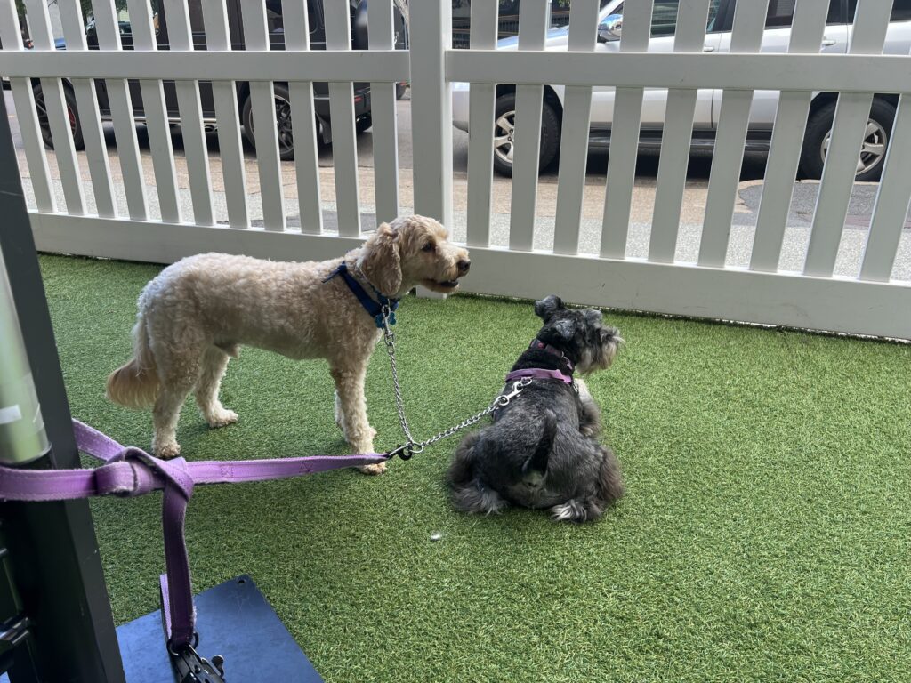 Ruff Ruff Reviews - Bellissimo Cafe, Fortitude Valley - Ralph and Luna sitting around