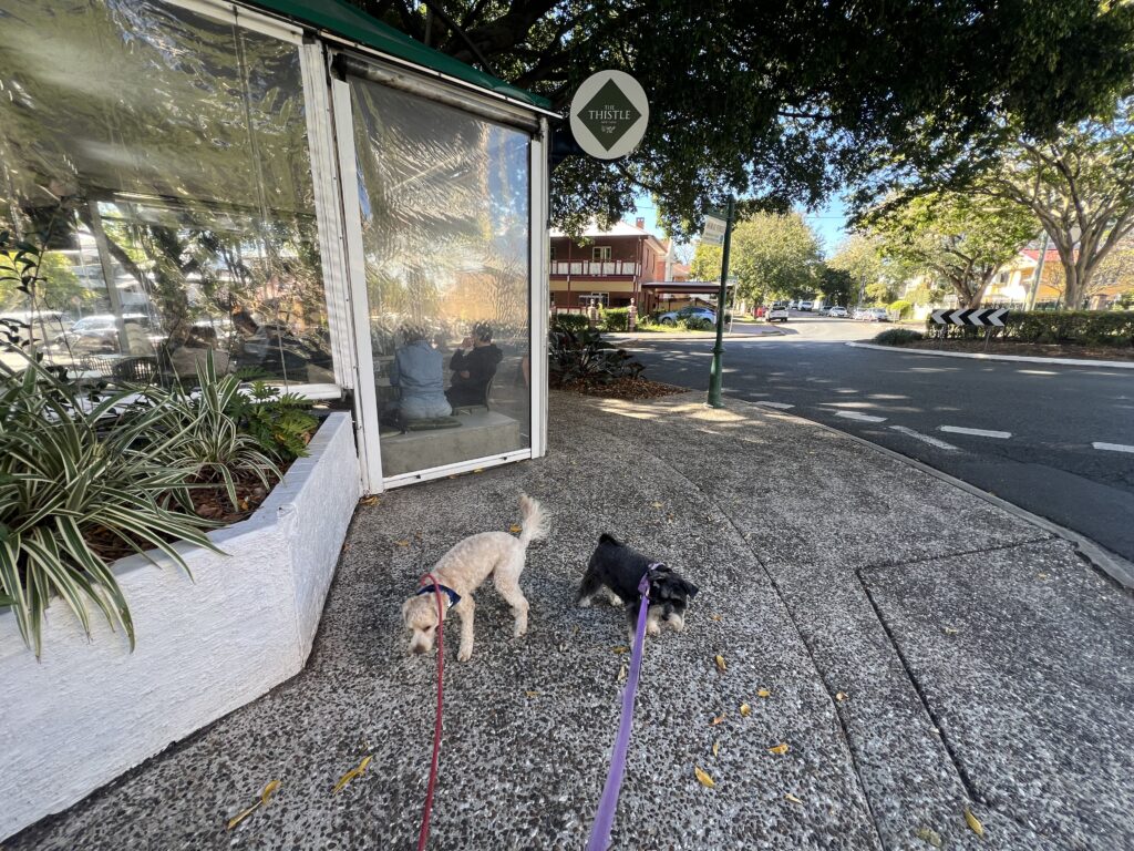 Ruff Ruff Reviews - The Thistle, New Farm - Ralph and Luna outside