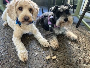 Ruff Ruff Reviews - The Thistle, New Farm - Ralph and Luna
