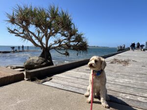 Ruff Ruff Reviews - Military Jetty, Golden Beach - Ralph on Jetty