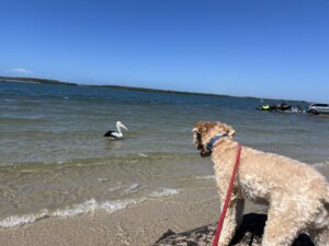 Ruff Ruff Reviews - Military Jetty, Golden Beach - Ralph watching Pelican