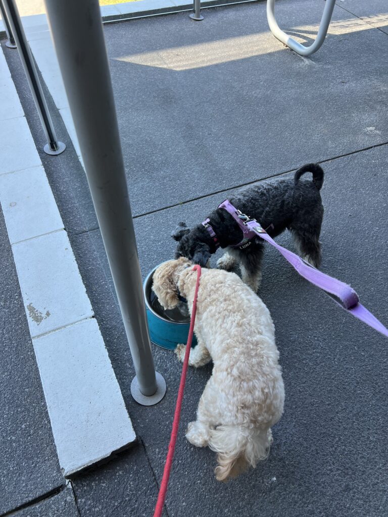 Ruff Ruff Reviews - Cali Breeze, Golden Beach - Water bowls out front