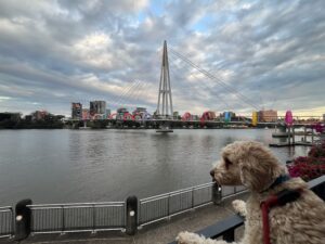 Ruff Ruff Reviews - Kangaroo Point Bridge - Ralph admiring bridge