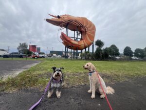 Ruff Ruff Reviews - The Big Prawn Ballina - Ralph and Luna