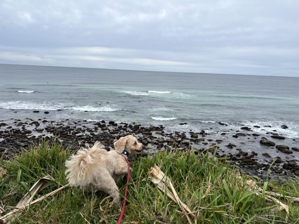 Ruff Ruff Reviews - Ballina Heads Lookout, East Ballina - Dog-friendly park - Ralph looking over cliff