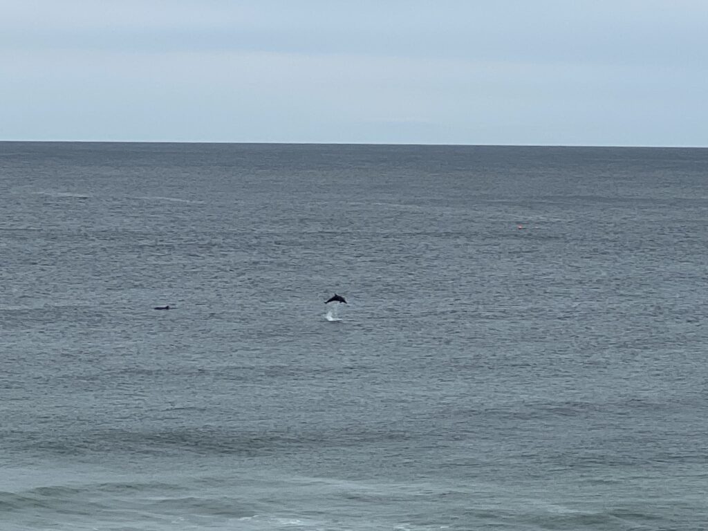 Ruff Ruff Reviews - Ballina Heads Lookout, East Ballina - Dog-friendly park - Dolphins jumping