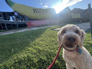 Ruff Ruff Reviews - The Big Banana, Coffs Harbour - Ralph in front of Banana
