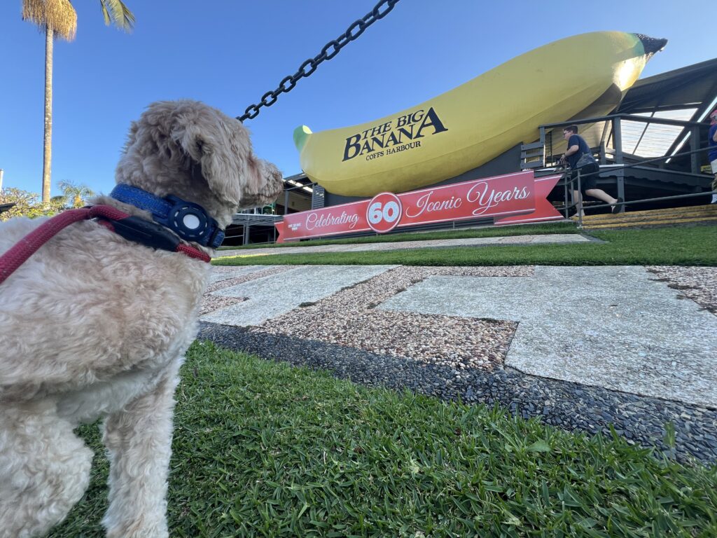 Ruff Ruff Reviews - The Big Banana, Coffs Harbour - Ralph in front of Banana