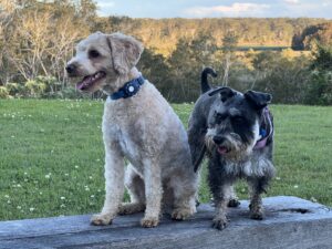 Ruff Ruff Reviews - The Jabiru Motel, Nambucca Heads - Ralph and Luna